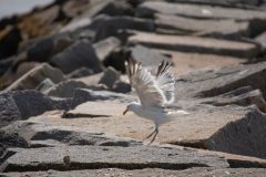 This clam will roll away before the gull can get it. You can see by the clam shells that this is a favorite drop spot.