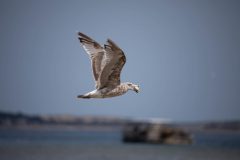 Gull in flight with breakfast to go.