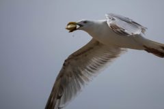 Gull in flight with clam.