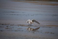 Gull taking off with clam.