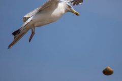 Gull dropping clam.