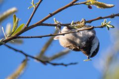 Chestnut-backed Chickadee. Canon EOS 80D with TAMRON SP 150-600mm F/5-6.3 Di VC USD G2 A022, handheld, 1/800 sec., f/6.3, ISO 800. Santa Cruz, California.