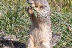 Squirrel! Canon EOS 80D with TAMRON SP 150-600mm F/5-6.3 Di VC USD G2 A022, handheld, 1/1000 sec., f/14, ISO 1250. Coyote Hills Regional Park, Fremont, California.