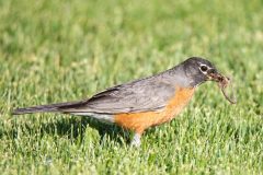 American Robin. Canon EOS 5D Mark IV with TAMRON SP 150-600mm F/5-6.3 Di VC USD G2 A022, handheld, 1/500 sec., f/6.3, ISO 320. Bridgeport Reservoir, Bridgeport, California.