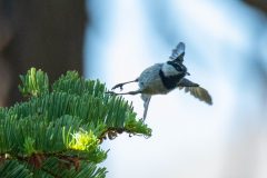 Mountain Chickadee. Canon EOS 5D Mark IV with TAMRON SP 150-600mm F/5-6.3 Di VC USD G2 A022, handheld, 1/4000 sec., f/7.1, ISO 5000. Lake Alpine, Alpine County, California.