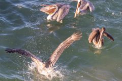 Brown Pelicans. Canon EOS 80D with TAMRON SP 150-600mm F/5-6.3 Di VC USD G2 A022, handheld, 1/400 sec., f/6.3, ISO 1400. Wilder Ranch State Park, Santa Cruz County, California.