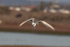 Forster's Tern. Canon EOS 80D with TAMRON SP 150-600mm F/5-6.3 Di VC USD G2 A022, handheld, 1/640 sec., f/9, ISO 200. Moonglow Dairy, Moss Landing, California.
