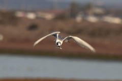Forster's Tern. Canon EOS 80D with TAMRON SP 150-600mm F/5-6.3 Di VC USD G2 A022, handheld, 1/640 sec., f/9, ISO 200. Moonglow Dairy, Moss Landing, California. Forster's Tern. Canon EOS 80D with TAMRON SP 150-600mm F/5-6.3 Di VC USD G2 A022, handheld, 1/640 sec., f/9, ISO 200. Moonglow Dairy, Moss Landing, California.