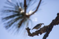 Pygmy Nuthatch. Canon EOS 5D Mark IV with TAMRON SP 150-600mm F/5-6.3 Di VC USD G2 A022, handheld, 1/4000 sec., f/6.3, ISO 2000. Thompson Falls, Minnesota.