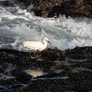 Snowy-Egret-1902