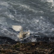 Snowy-Egret-Taking-Flight-1958