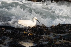 Snowy-Egret-1902