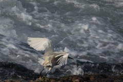 Snowy-Egret-Taking-Flight-1958