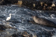 Snowy-Egret-with-Seal-1921-scaled