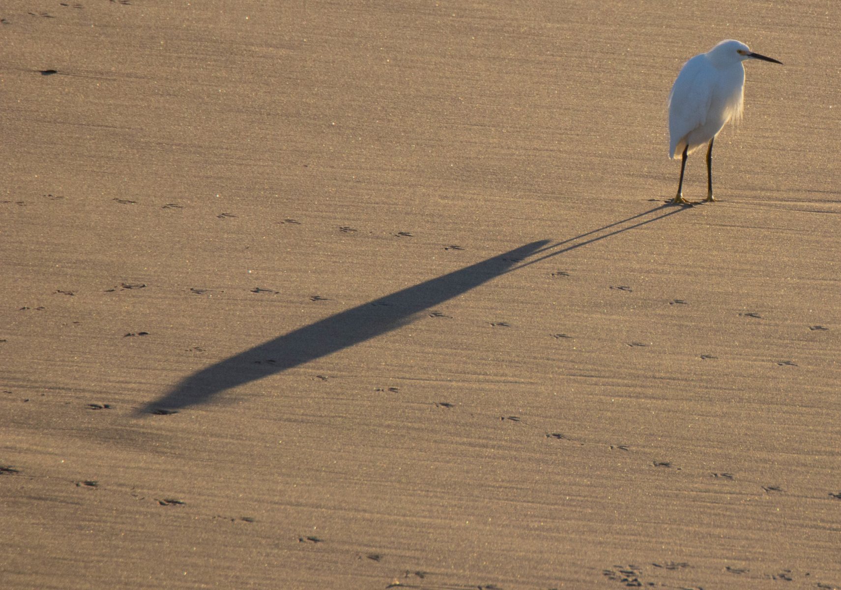 Snowy Egret and shadow at the beach.