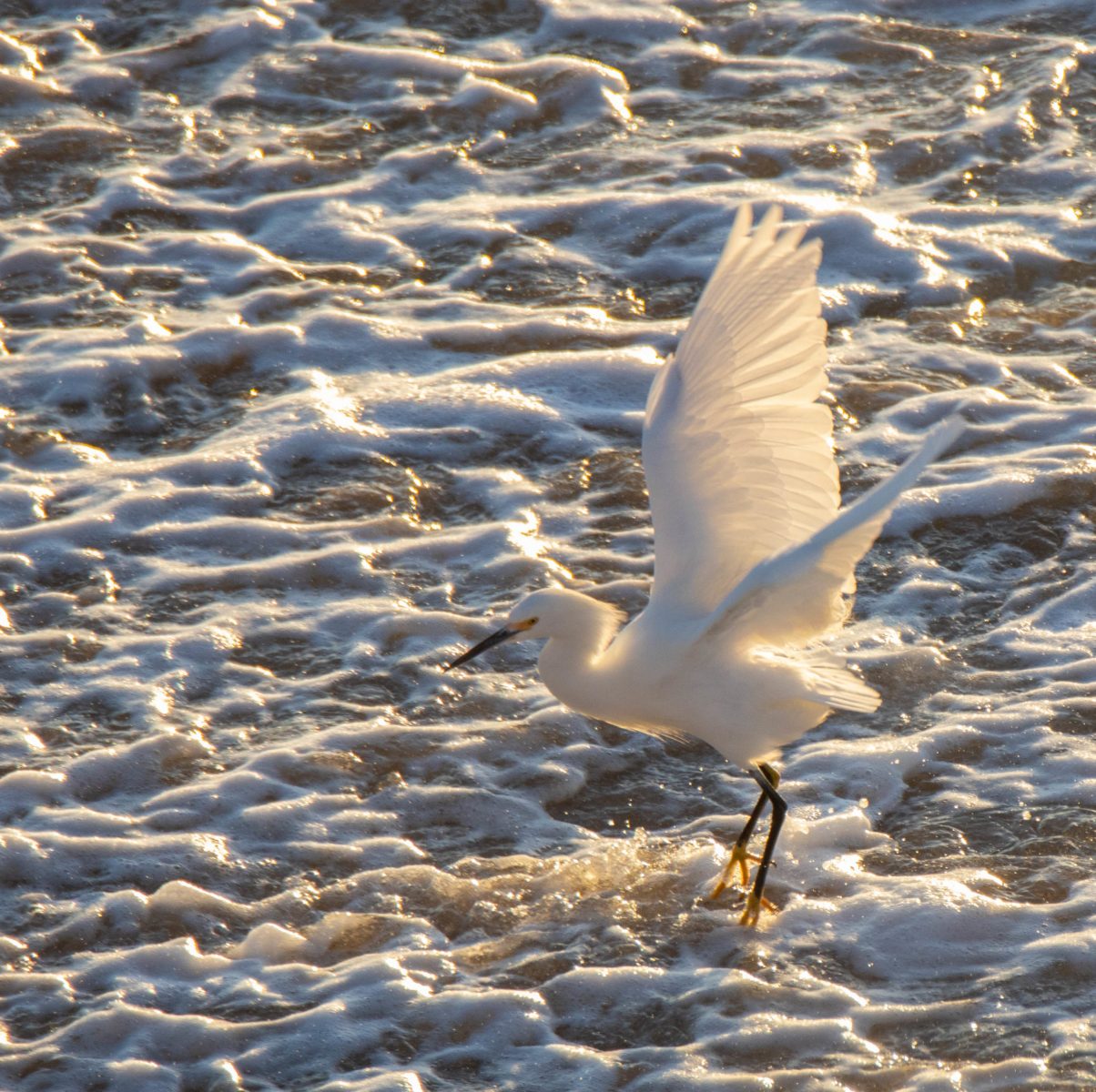 Snowy Egret taking off from the waves.