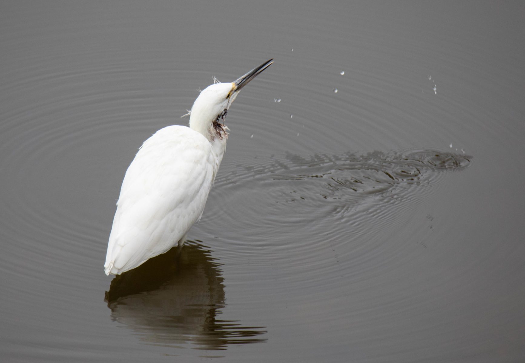 Snowy Egret drinking in Antonelli Pond.