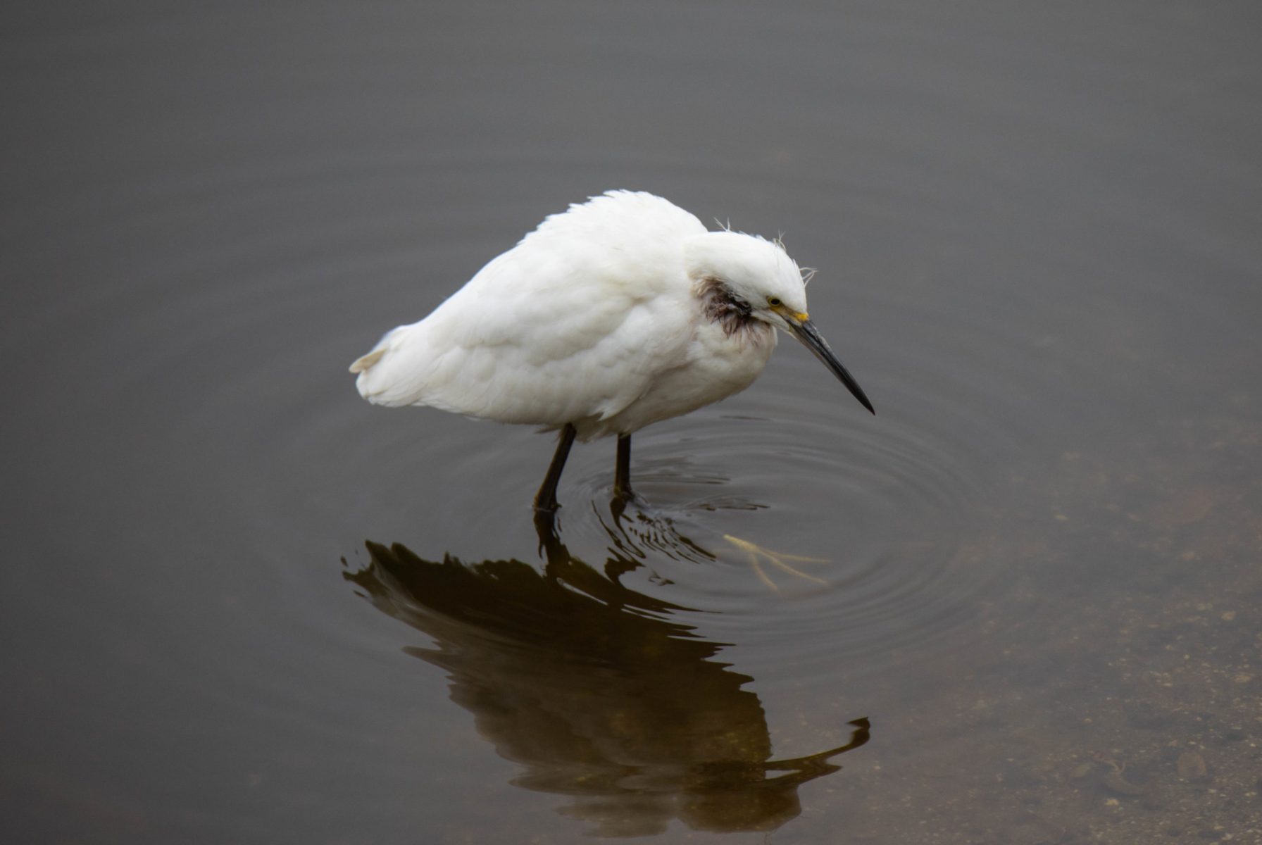 Snowy Egret stirring up mud at Antonelli Pond.