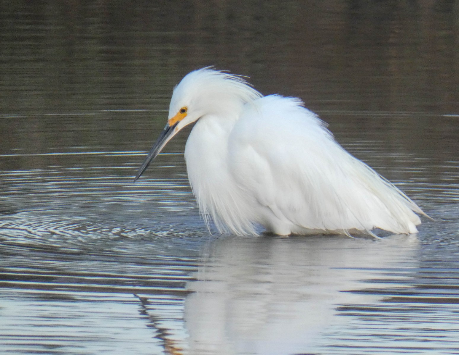 Snowy Egret challenges the deep end.