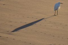 Snowy Egret and shadow at the beach.