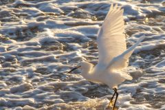 Snowy Egret taking off from the waves.