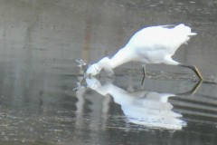 Snowy Egret hunting.