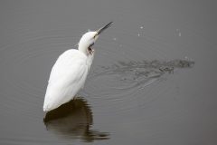 Snowy Egret drinking in Antonelli Pond.