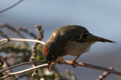 While many songbirds seem to enjoy serenading the sky, this Ruby-crowned Kinglet is serenading...the ground?