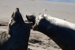 OOPS! These aren't birds! However, since they're here, may I present to you: Elephant Seal duet.