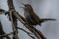 Bewick's Wren imitating a California Scrub Jay from its Perch.