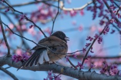 Dark-eyed Junco Vocalizing from its Perch. Wishes it were in Japan for the Cherry  Blossom Festival.
