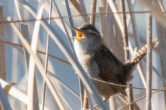 A Marsh Wren Vocalizing from the Reeds.