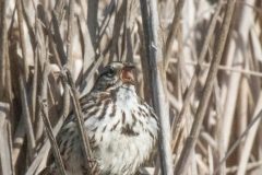 Perched Among the Grasses, a Song Sparrow Opens Wide.