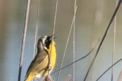 Common Yellowthroat vocalizing among the grasses.