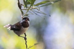 Chestnut-backed Chickadee Vocalizing from its Perch.