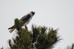 White-tailed Kite (some call it "Uncle Fester Bird") Vocalizing from a Pine.