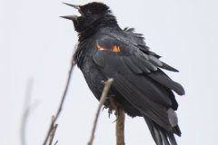 Red-winged Blackbird Appears Unhinged as it Vocalizes from its Perch.