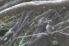 Anna's Hummingbird chatting to its mate.