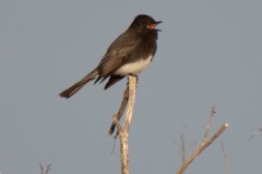 Black Phoebe Vocalizing from its Perch.