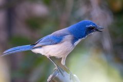 California Scrub Jay Vocalizing from its Perch.