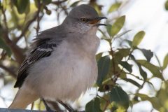 Northern Mockingbird Working its Extensive Repertoire for Your Enjoyment.