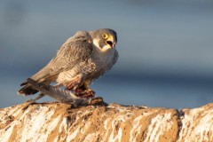 Peregrine Falcon Vocalizing Over Breakfast. (I don't think he's offering to share.)