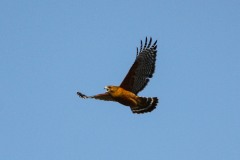 Red-shouldered Hawk Vocalizing in Flight.