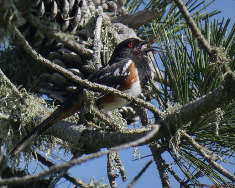 Spotted Towhee. Panasonic DC-FZ80, 1/250 sec., f/8, ISO 80. Santa Cruz, California.