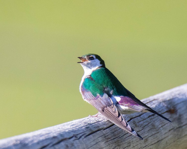 Violet-green Swallow. Canon EOS 5D Mark IV with TAMRON SP 150-600mm F/5-6.3 Di VC USD G2 A022, handheld, 1/4000 sec., f/7.1, ISO 4000. Trout Creek, Montana.