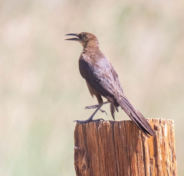 Female Great-tailed Grackle. Canon EOS 5D Mark IV with TAMRON SP 150-600mm F/5-6.3 Di VC USD G2 A022, handheld, 1/4000 sec. f/7.1, ISO 4000. Diaz Lake, California.