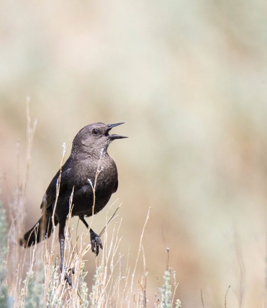 Female Brewer's Blackbird. Canon EOS 5D Mark IV with TAMRON SP 150-600mm F/5-6.3 Di VC USD G2 A022, handheld, 1/4000 sec., f/7.1, ISO 2500. Lee Vining, California.