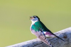 Violet-green Swallow. Canon EOS 5D Mark IV with TAMRON SP 150-600mm F/5-6.3 Di VC USD G2 A022, handheld, 1/4000 sec., f/7.1, ISO 4000. Trout Creek, Montana.