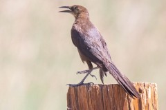 Female Great-tailed Grackle. Canon EOS 5D Mark IV with TAMRON SP 150-600mm F/5-6.3 Di VC USD G2 A022, handheld, 1/4000 sec. f/7.1, ISO 4000. Diaz Lake, California.