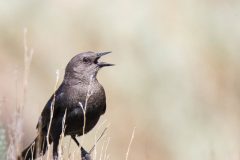 Female Brewer's Blackbird. Canon EOS 5D Mark IV with TAMRON SP 150-600mm F/5-6.3 Di VC USD G2 A022, handheld, 1/4000 sec., f/7.1, ISO 2500. Lee Vining, California.